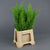 Conifer (Painted) (Various Colours)