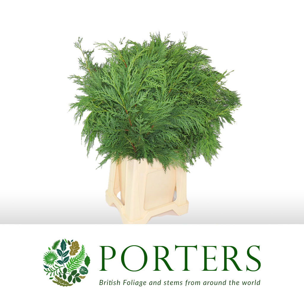 Conifer &#39;Green Natural&#39; (x50)