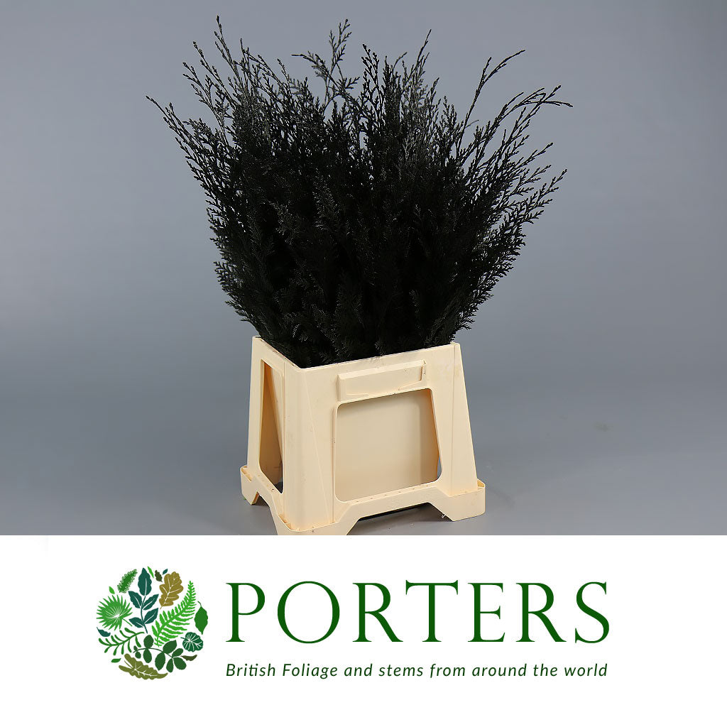 Conifer (Painted) (Various Colours)