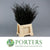 Conifer (Painted) (Various Colours)
