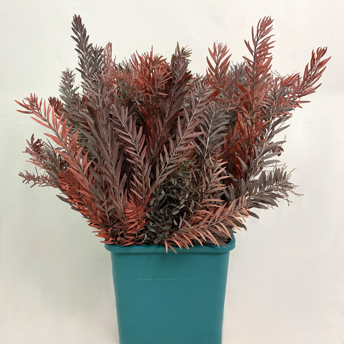 Mimosa &#39;Silver Moon&#39; Red Aspirated 60cm 200g
