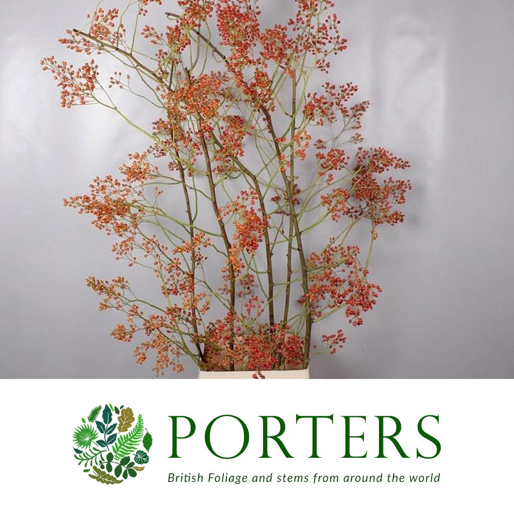 Rose Hips &#39;Corallo &#39;Orange Natural (Various Heights)