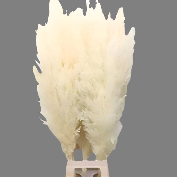 Grass &#39;Pampas&#39; (x8) &#39;Silver Star&#39; (Bleached) (DRY) (Various Sizes)