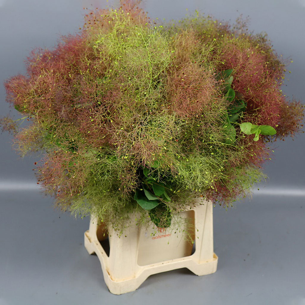 Cotinus &#39;Hair&#39; (Various Sizes)