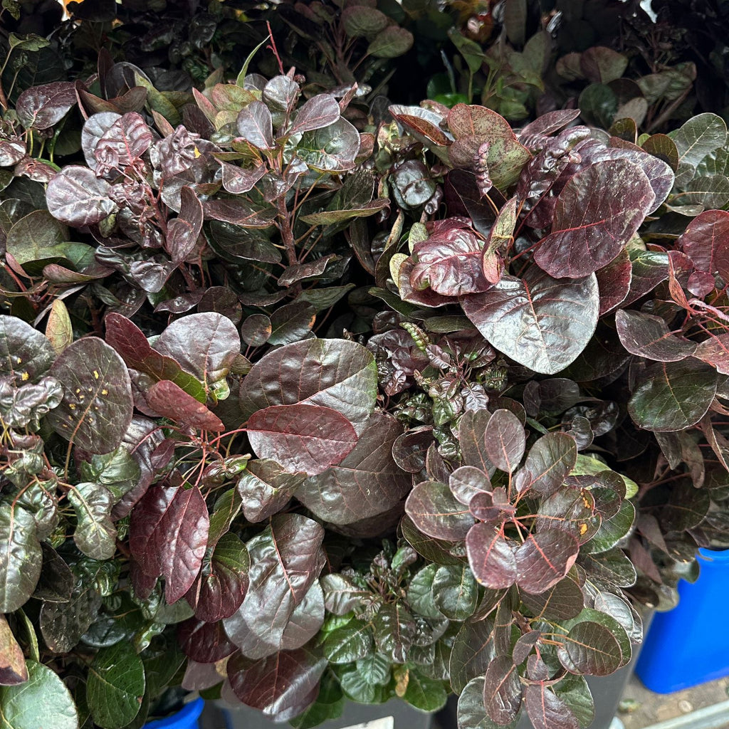 Cotinus Cultivated (Italian) 70cm 250g