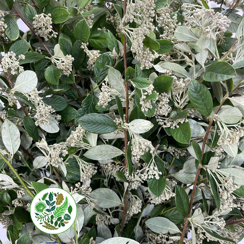 Cotoneaster &#39;Foliage&#39; (Oval leaf Silvery) (Wild) (Various Sizes)