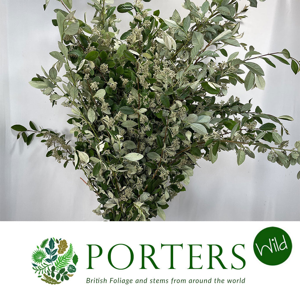 Cotoneaster &#39;Foliage&#39; (Oval leaf Silvery) (Wild) (Various Sizes)