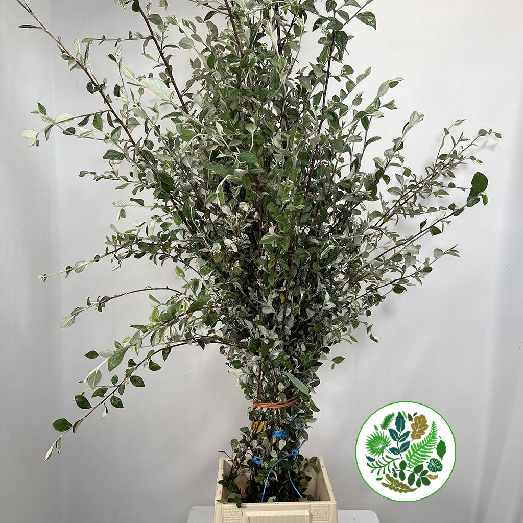 Cotoneaster &#39;Foliage&#39; (Smaller Silvery Leaf) (Wild) (Various Sizes)
