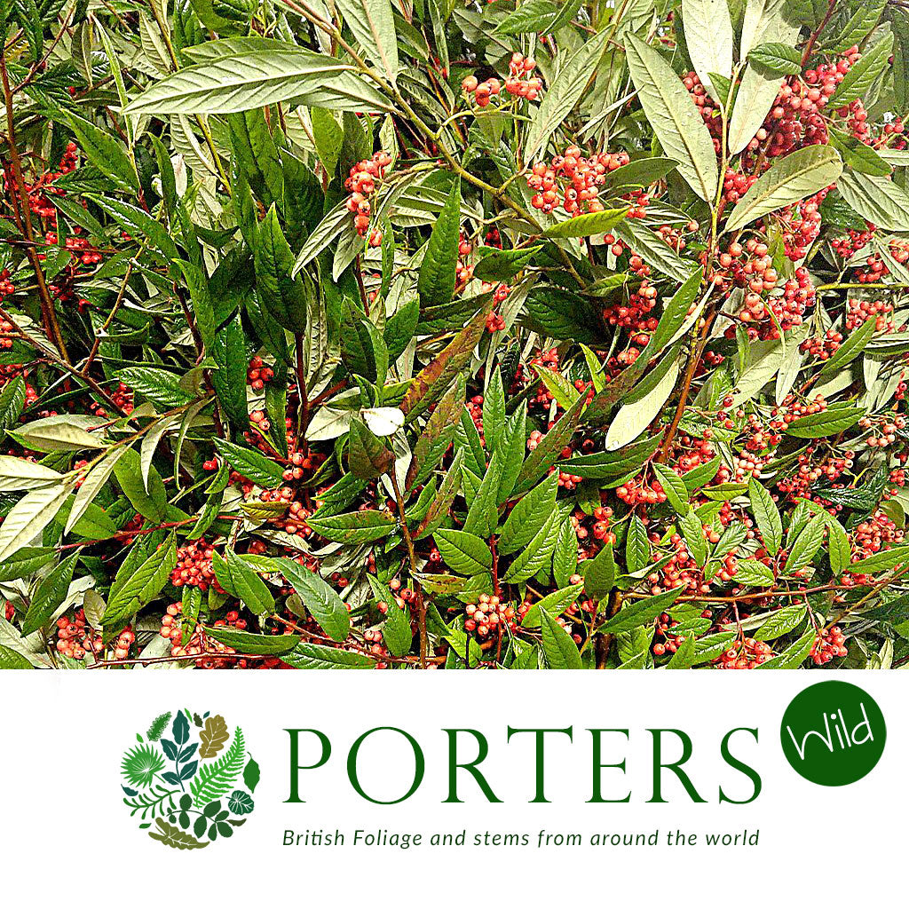 Cotoneaster &#39;Berried&#39; (Wild) (Various Sizes)