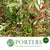 Cotoneaster 'Berried' (Wild) (Various Sizes)