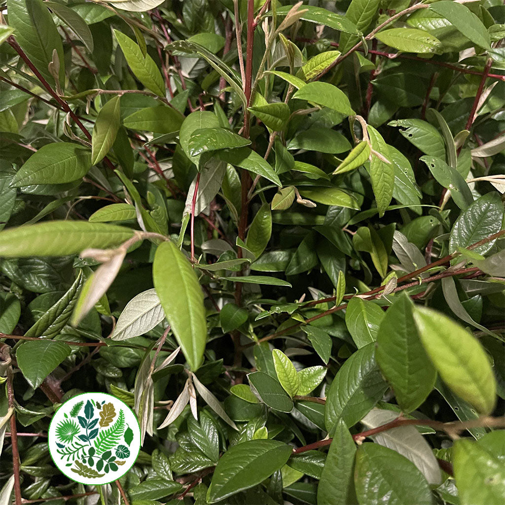 Cotoneaster &#39;Foliage&#39; (Long leaf) (Wild) (Various Sizes)