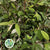 Cotoneaster 'Foliage' (Long leaf) (Wild) (Various Sizes)