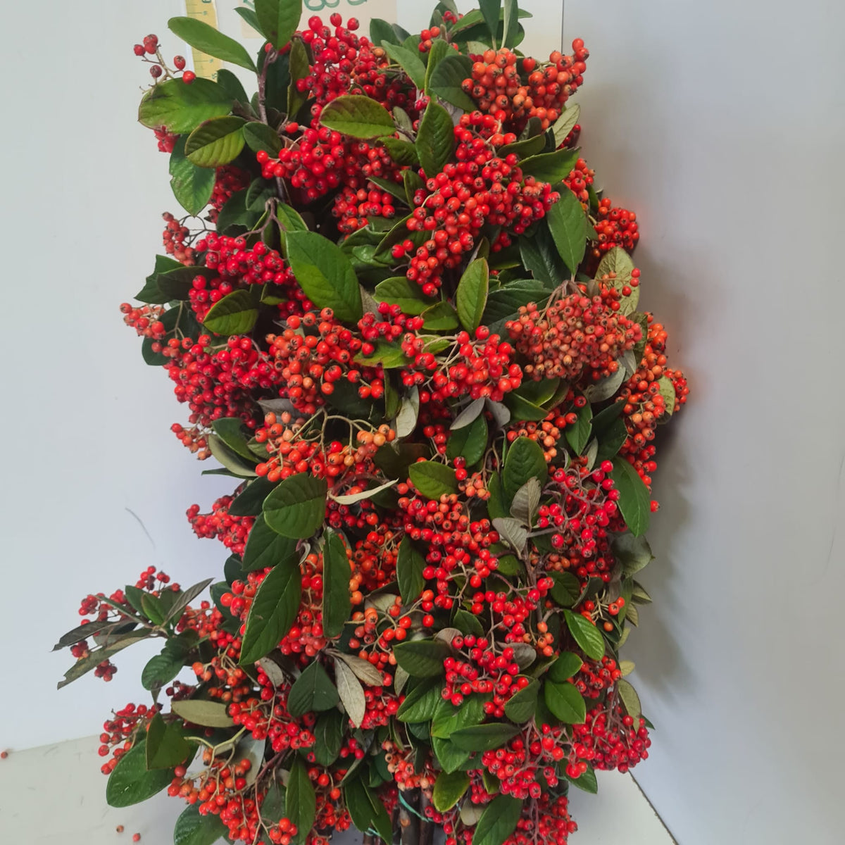 Cotoneaster (Cultivated) with Berries (Various Sizes)