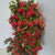 Cotoneaster (Cultivated) with Berries (Various Sizes)