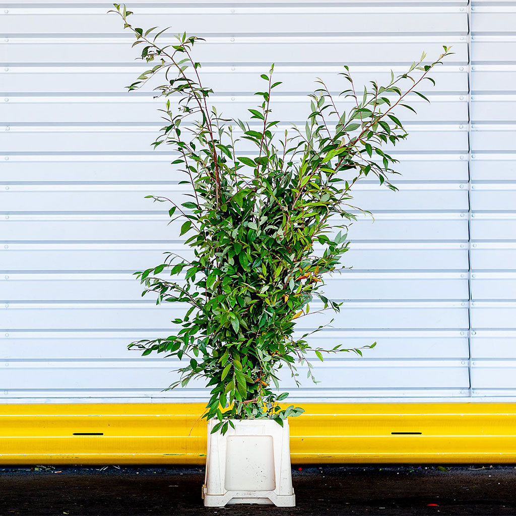 Cotoneaster 'Berried' (Long Leaf) (Wild) (Various Sizes)