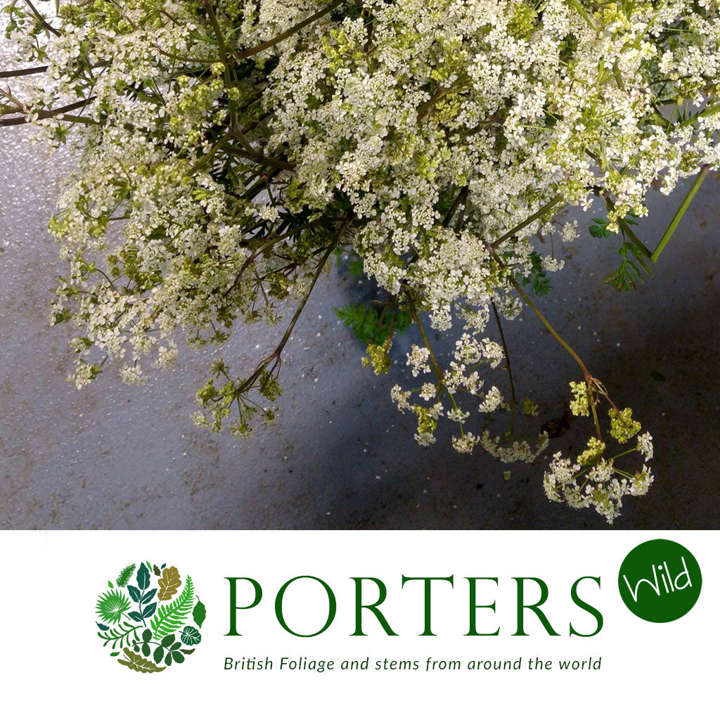 Cow Parsley (Wild) (Various Sizes)