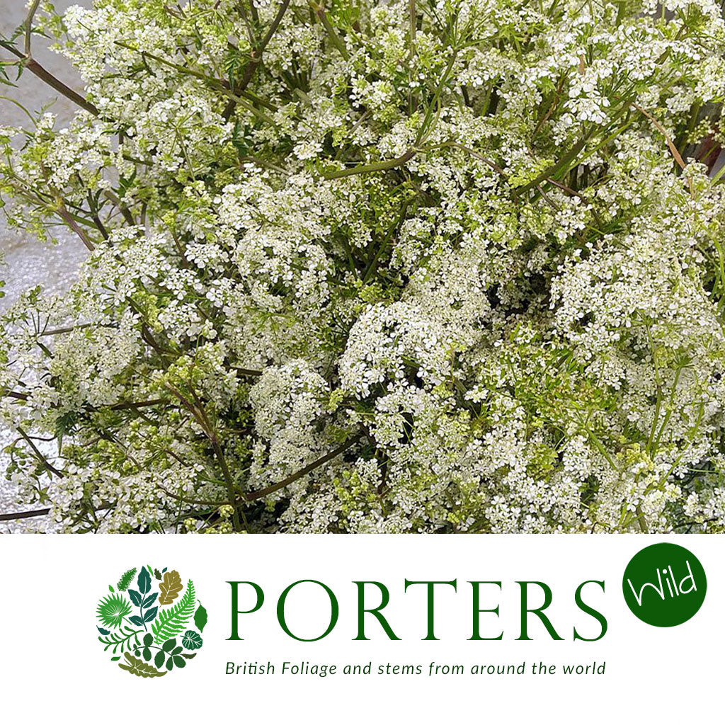 Cow Parsley (Wild) (Various Sizes)