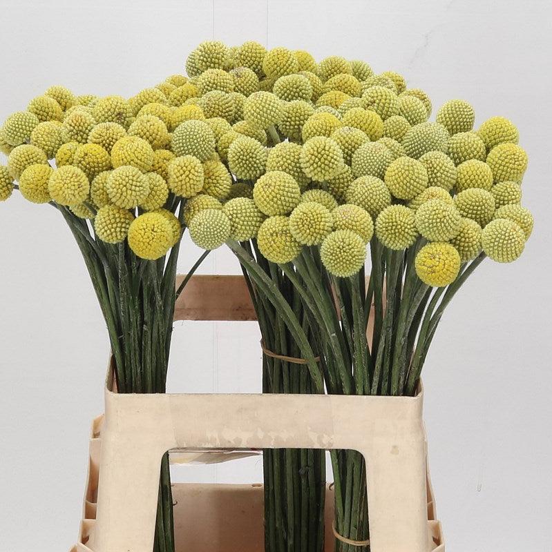 Craspedia Globosa &#39;Paintball Globe&#39; (Various Sizes)