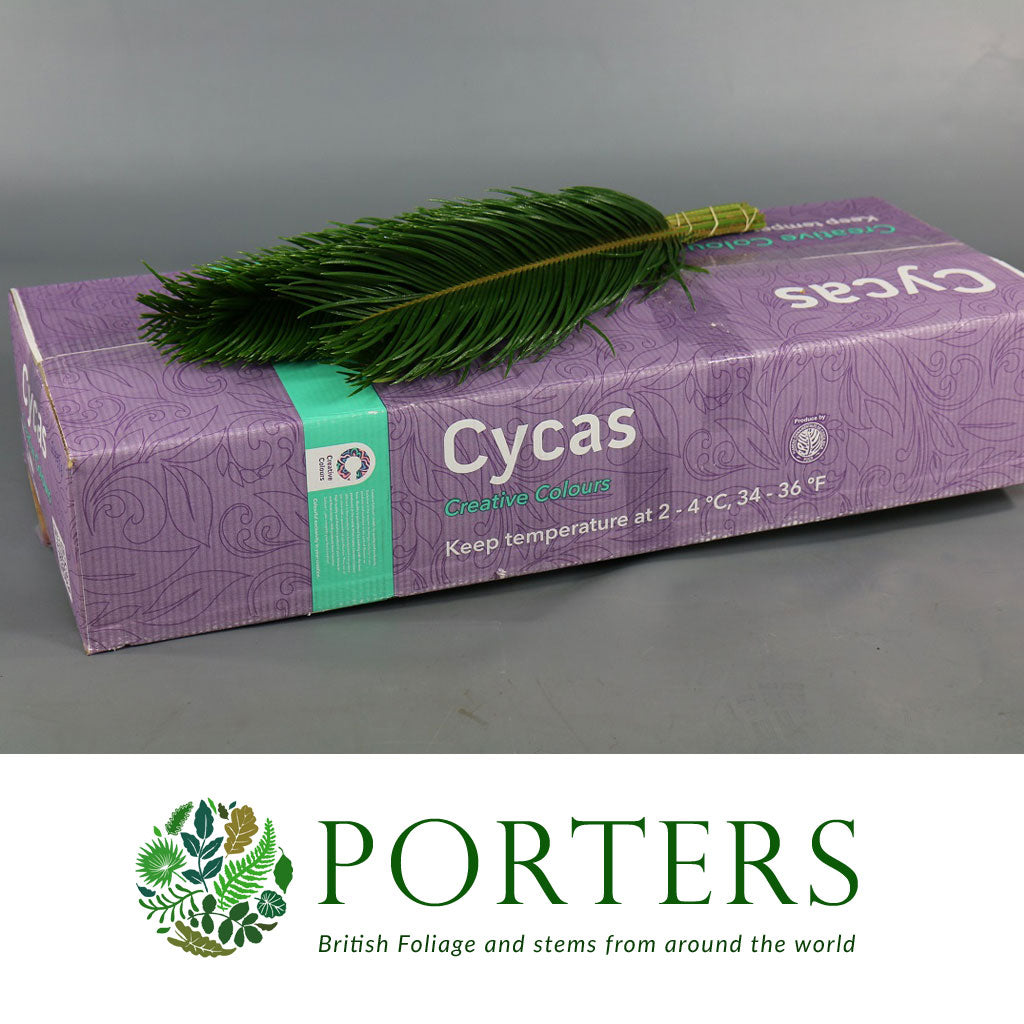 Palm &#39;Cycas&#39; (Leaves) (Various Lengths)