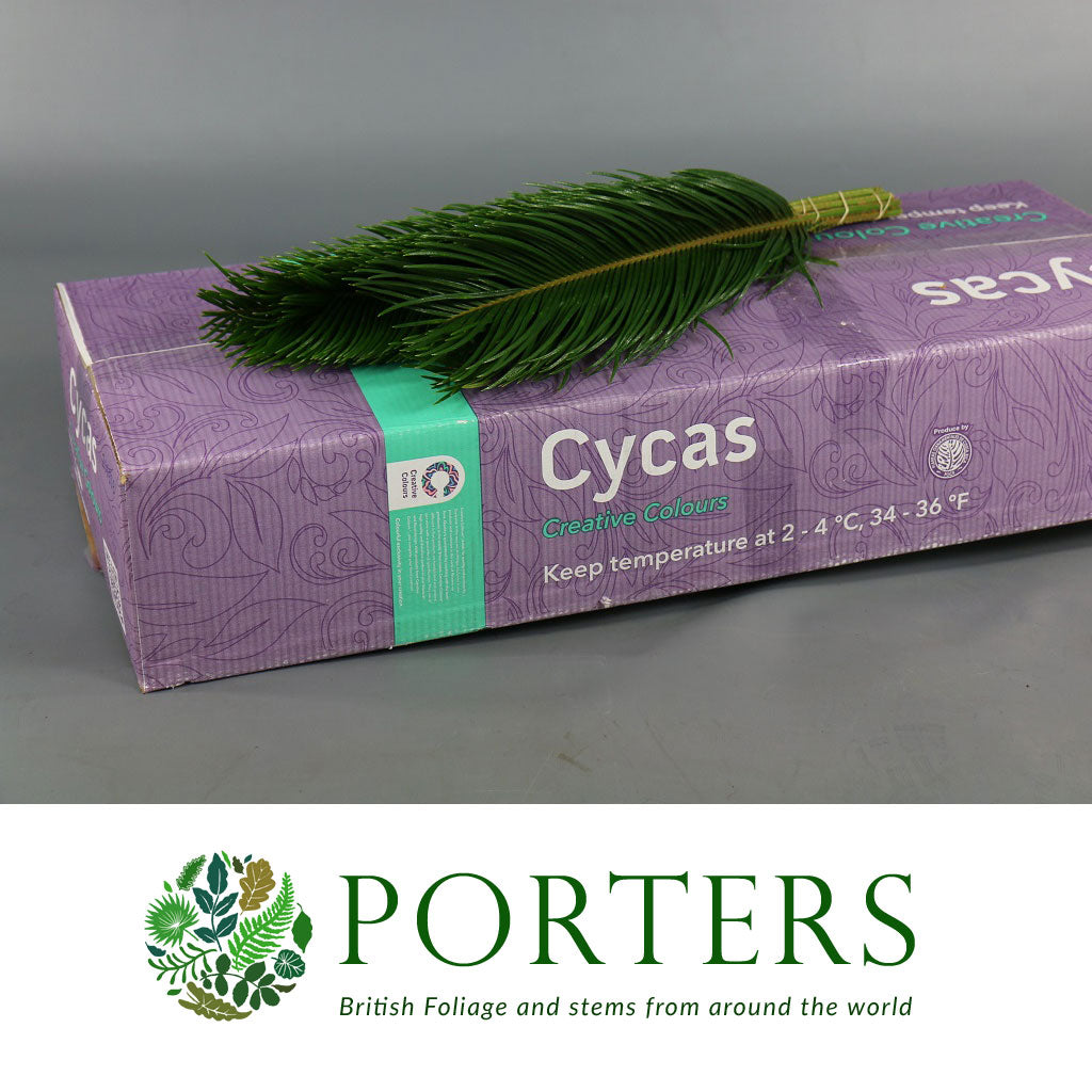 Palm 'Cycas' (Leaves) (Various Lengths)