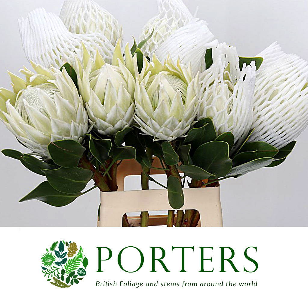 Protea &#39;Cynaroides&#39; (Arctic Ice) (Various lengths)