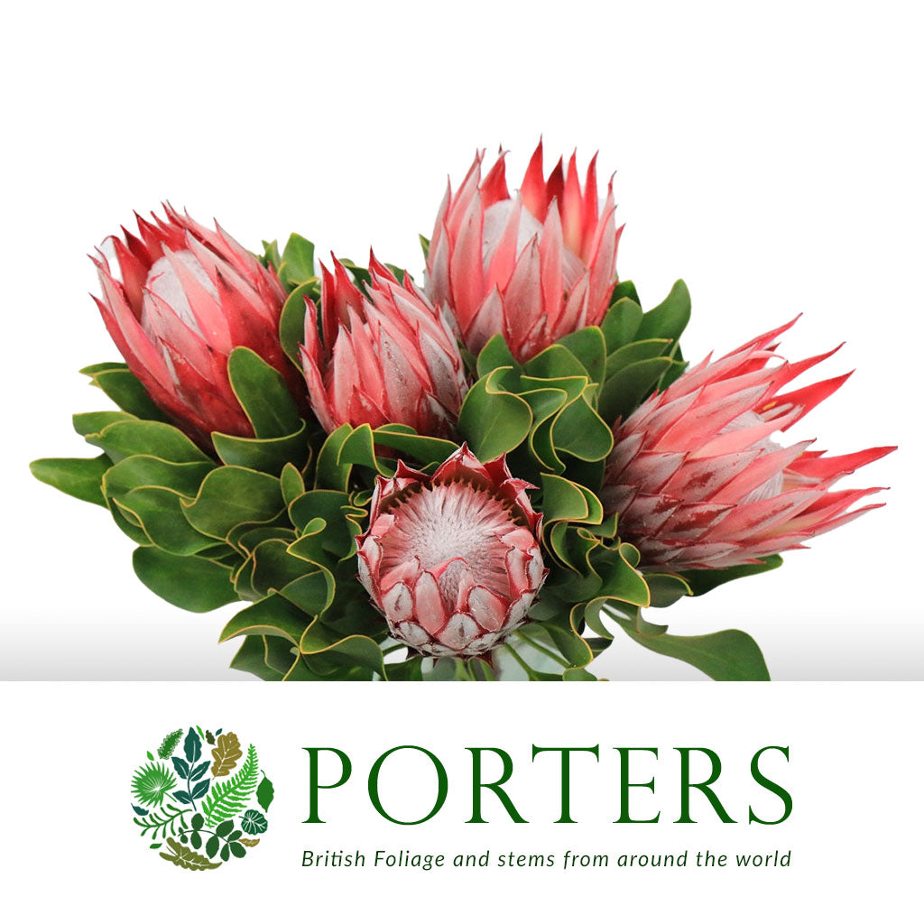 Protea &#39;Cynaroides&#39; (Clair) (Various Lengths)