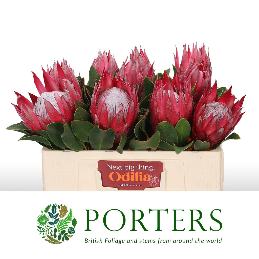 Protea 'Cynaroides' (Madiba) (Various lengths)