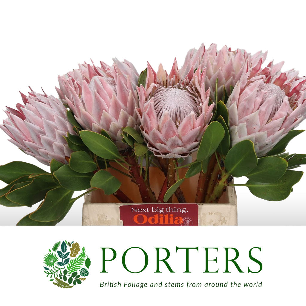 Protea &#39;Cynaroides&#39; (Various Lengths)