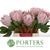 Protea 'Cynaroides' (Various Lengths)