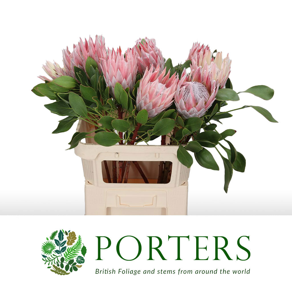 Protea &#39;Cynaroides&#39; (Various Lengths)