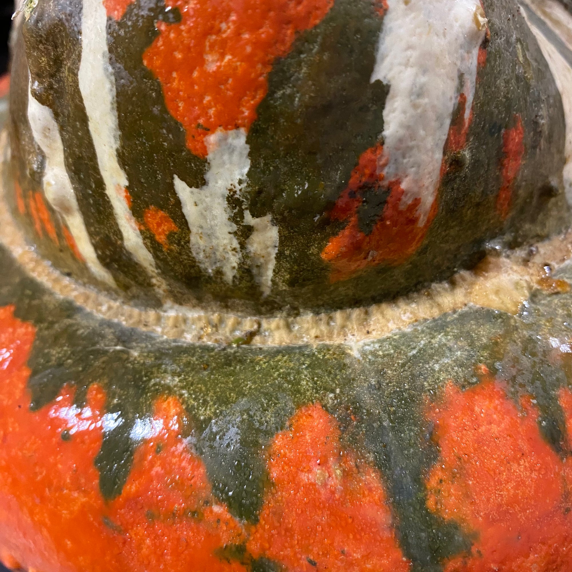 Gourds 'Turks Turban'