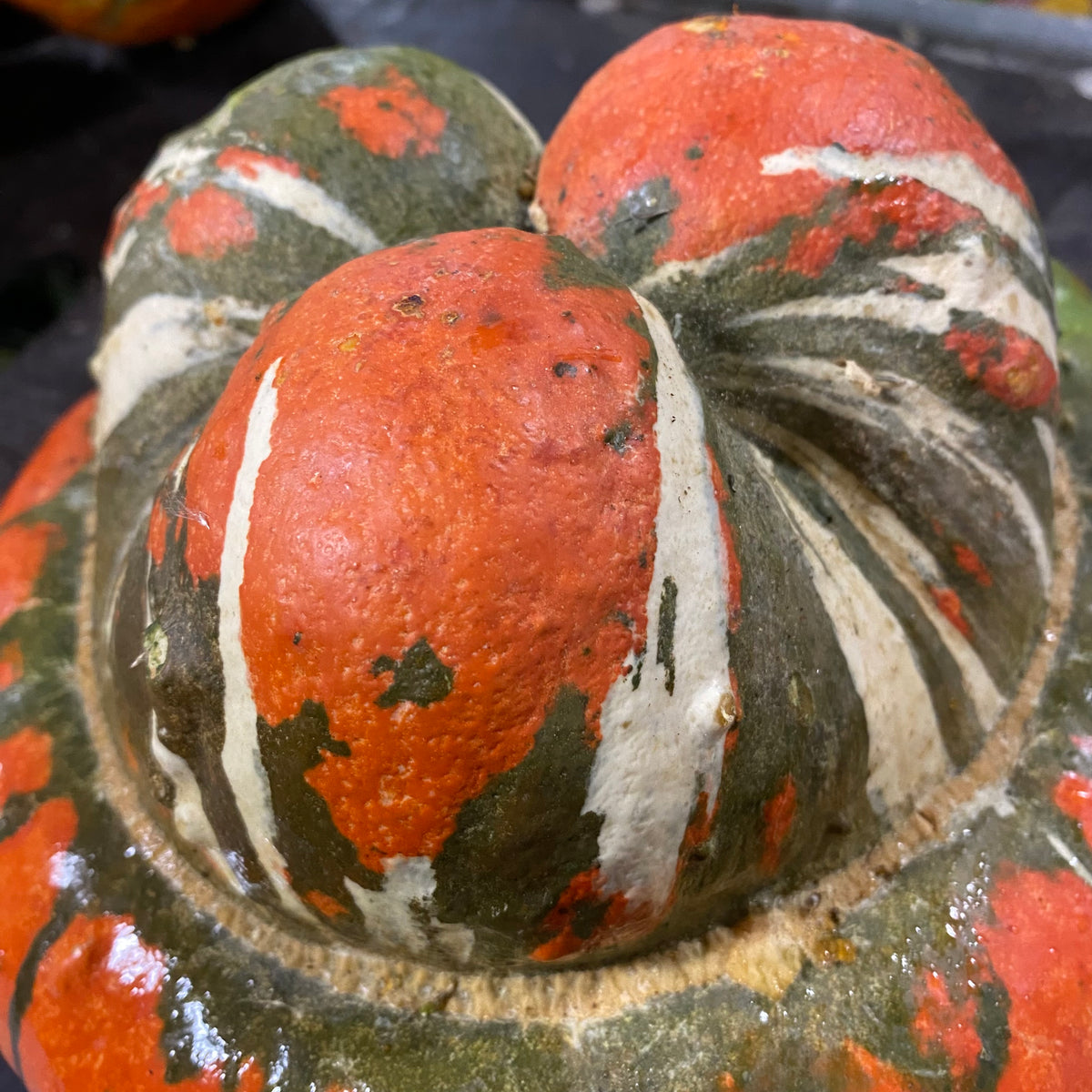 Gourds &#39;Turks Turban&#39;