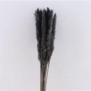 Grass 'Pampas' (Fluffy Baby) (Coloured) (DRY) (Various Sizes)