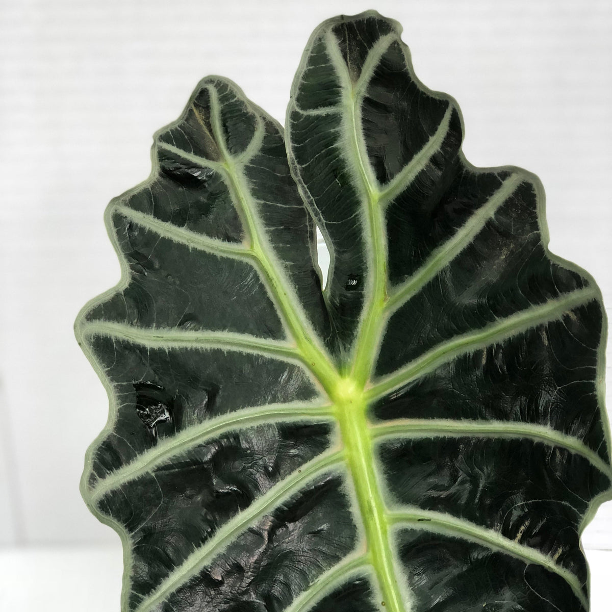 Alocasia &#39;Amazonica&#39; Leaves (Various Sizes)