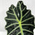 Alocasia 'Amazonica' Leaves (Various Sizes)