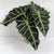 Alocasia 'Amazonica' Leaves (Various Sizes)