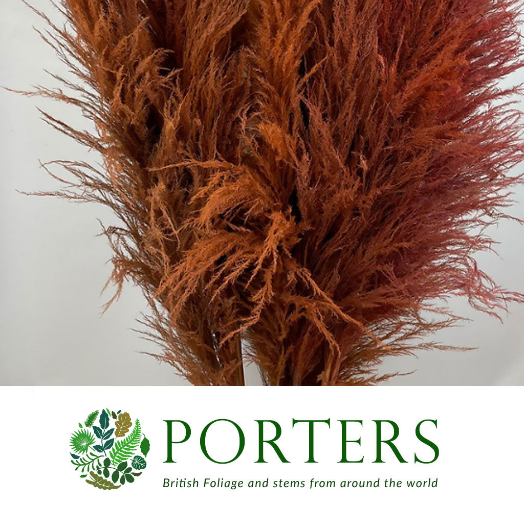 Grass &#39;Pampas&#39; (Sacuara) (Coloured) (DRY) (Various Sizes)