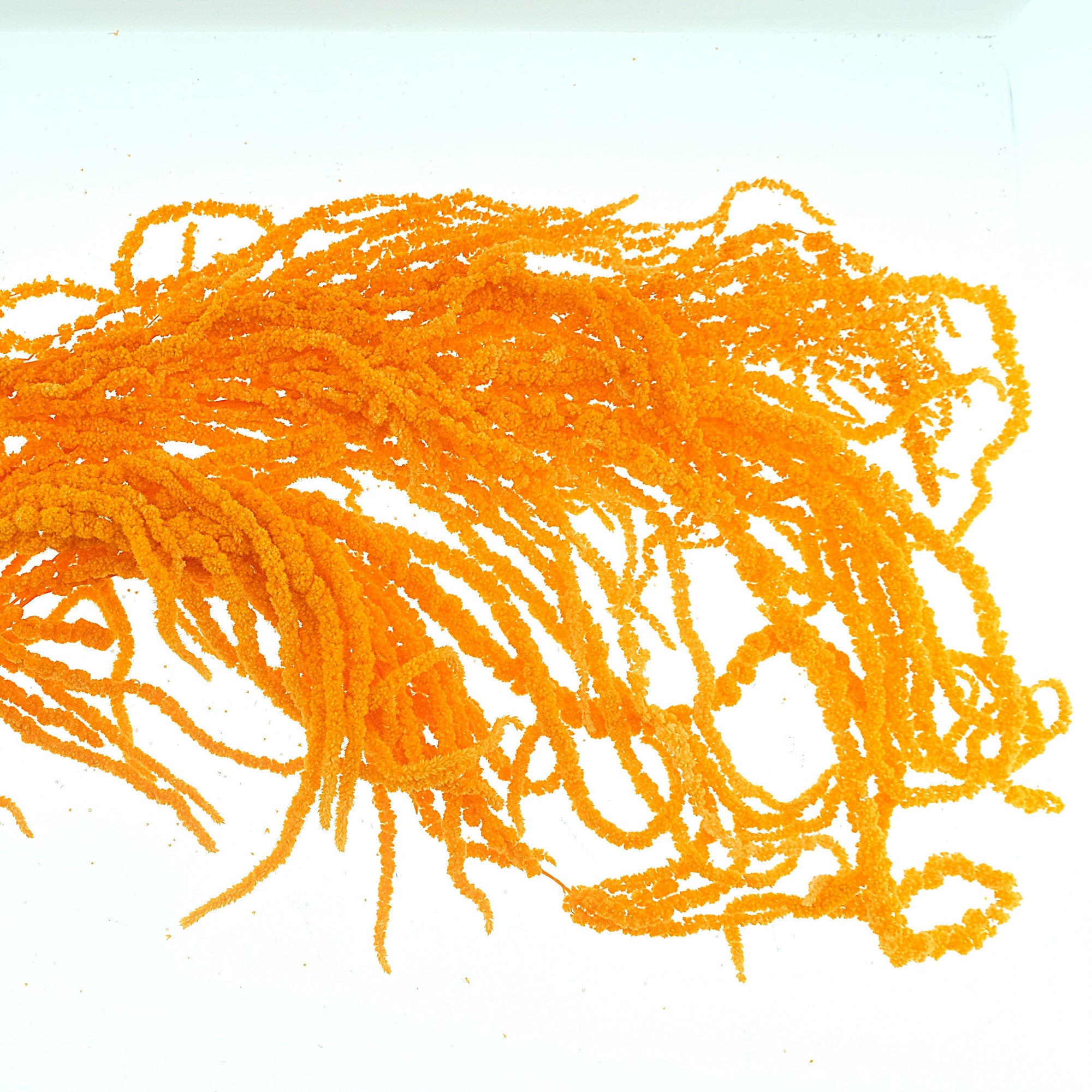 Amaranthus 'Trailing' (Coloured) (Various Options)