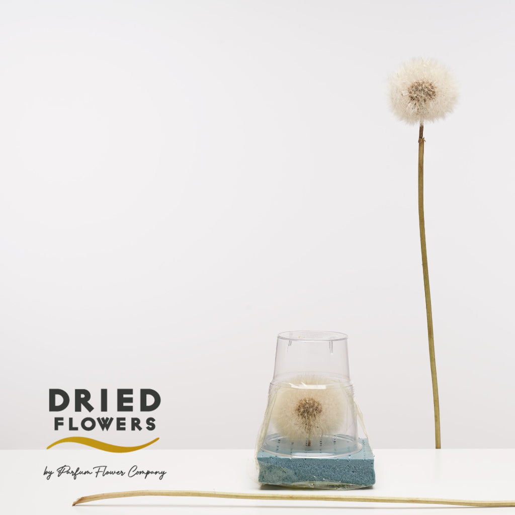 Dried Bleached Dandelion (Various Types)
