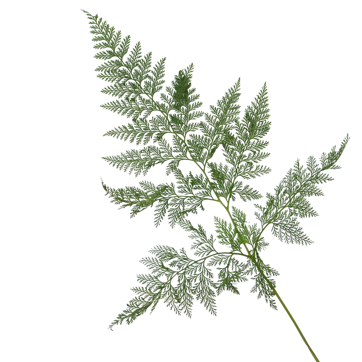 Fern &#39;Davallia Fern&#39; (Various Sizes)