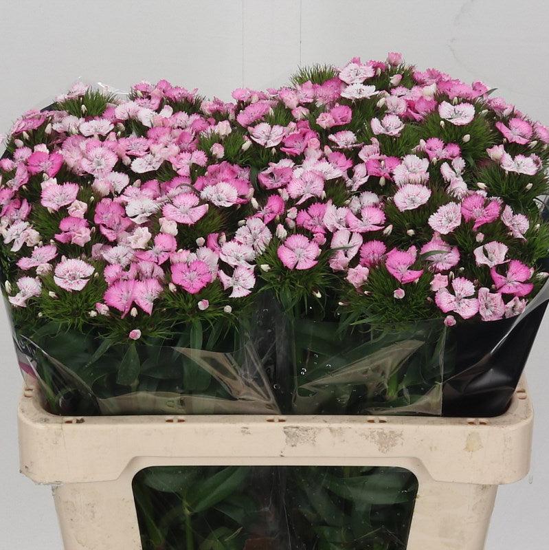 Dianthus Br &#39;Amazon Rose Magic&#39; 55cm (x10)