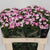 Dianthus Br 'Amazon Rose Magic' 55cm (x10)
