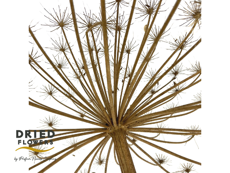Hogweed &#39;Giant&#39; (Natural) (DRY) (Various Sizes)