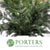 Pine 'Douglas' (Wild) (Various Sizes)