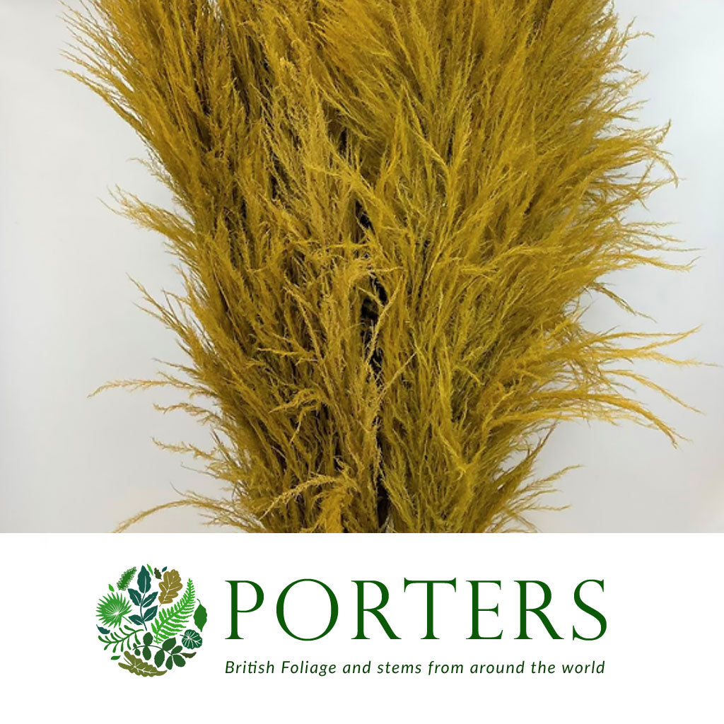 Grass &#39;Pampas&#39; (Sacuara) (Coloured) (DRY) (Various Sizes)