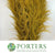 Grass 'Pampas' (Sacuara) (Coloured) (DRY) (Various Sizes)