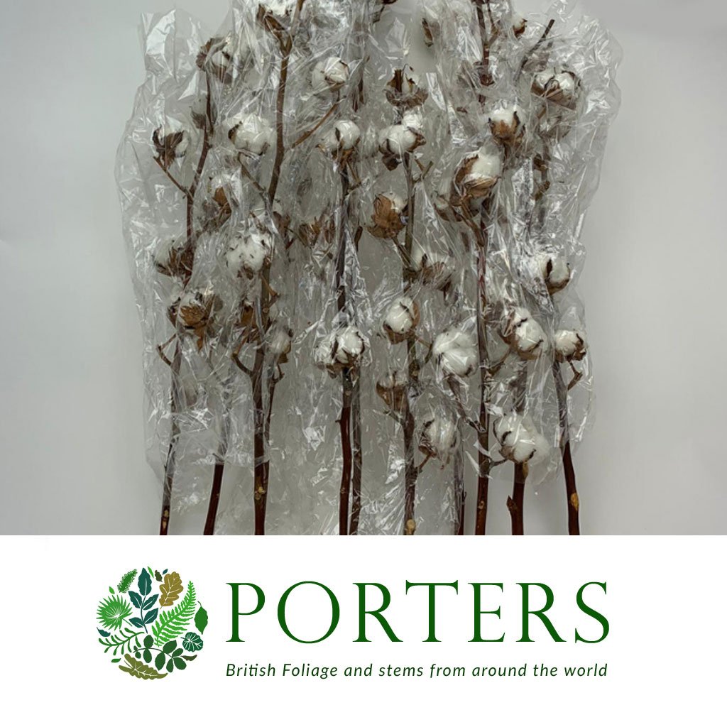 Cotton &#39;Stems&#39; (DRY) (Various Sizes)
