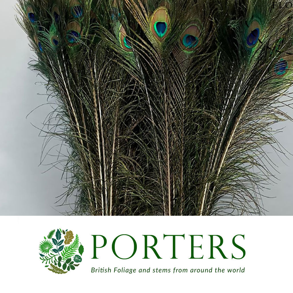 Feathers &#39;Peacock&#39; (Natural) (DRY) (Various Lengths) (x10)