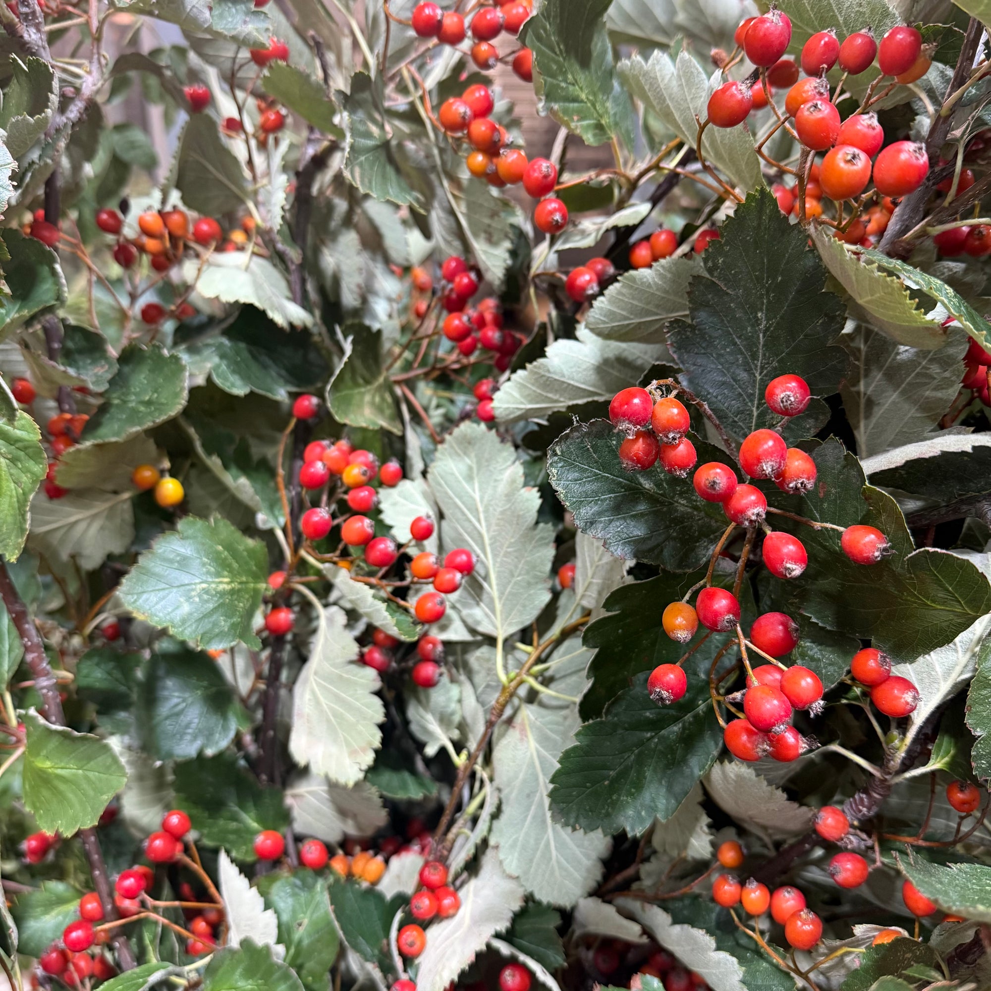 White Leaf 'With Berries' (Wild) Various Sizes)