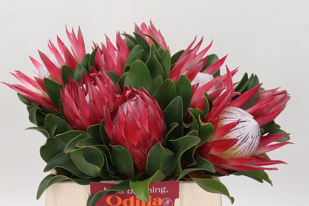 Protea 'Cynaroides' (Madiba) (Various lengths)